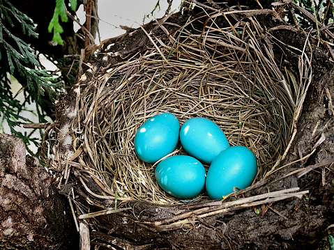 A robin's nest with four bright blue eggs.