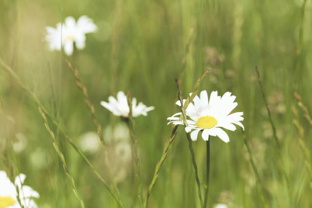 Nature background with wild flowers camomiles. Close up.