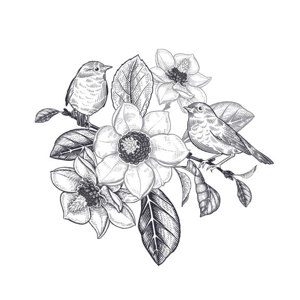 czarno-biała wektorowa ilustracja kwiatowa. wiosenne kwiaty i dwa słodkie ptaki na gałęzi drzewa kwitnącej magnoli. - sweet magnolia tree blossom white stock illustrations