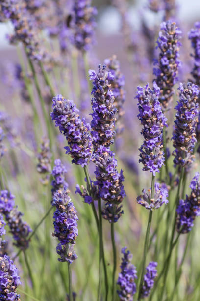 istock Purple lavender flowers 1248543995