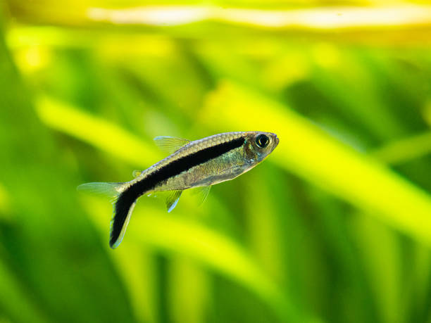 istock Penguin tetra (Thayeria boehlkei ) isolated in a fish tank with blurred background 1248544339