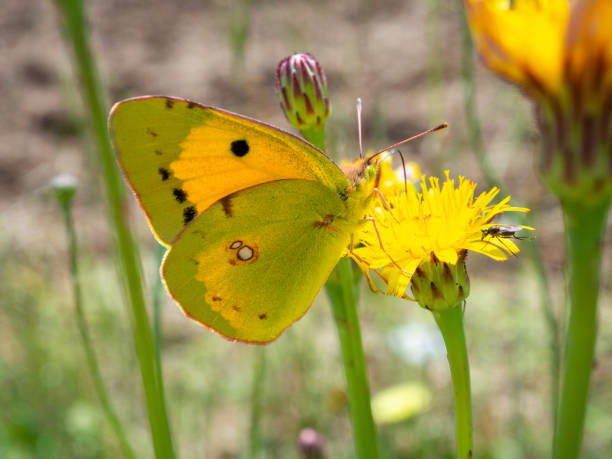clouded yellow butterfly (Colias croceus) perched on a flower with blurred background clouded yellow butterfly (Colias croceus) perched on a flower with blurred background butterfly colias hyale stock pictures, royalty-free photos & images