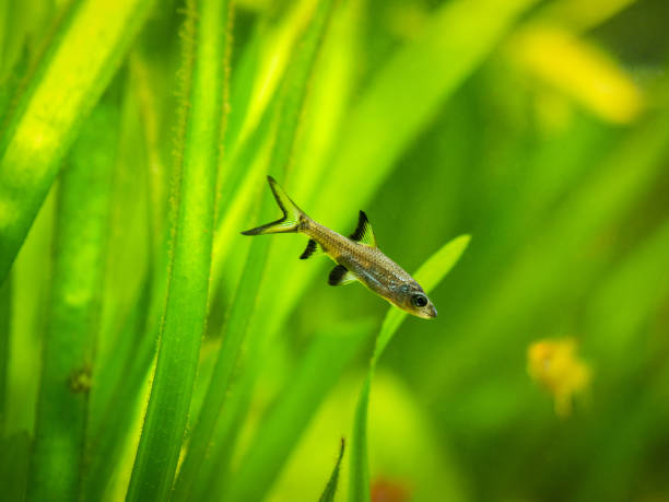 Bala shark or silver shark (Balantiocheilus melanopterus) isolated on a fish tank with blurred bakground