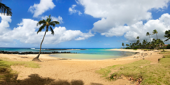 A lone coconut palm on Poipu Beach on the south side of the island of Kauai, Hawaii, USA.