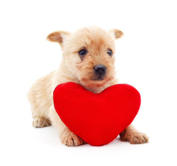 istock One little dog with a red heart. 1248546003