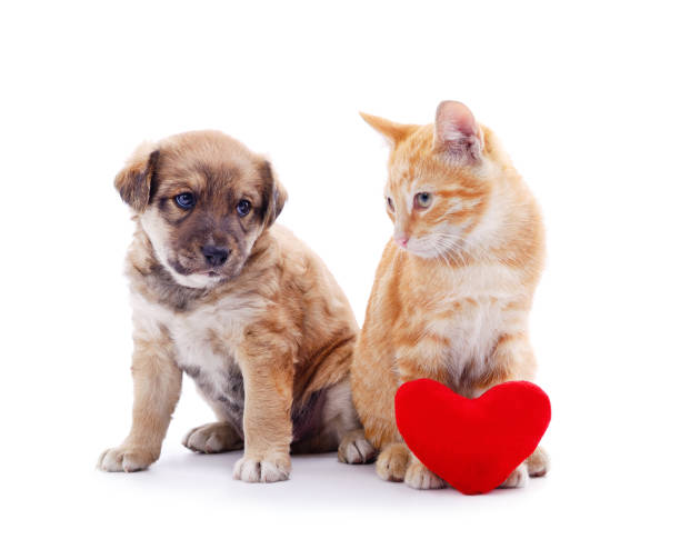 istock Cat and dog with a toy heart. 1248547618