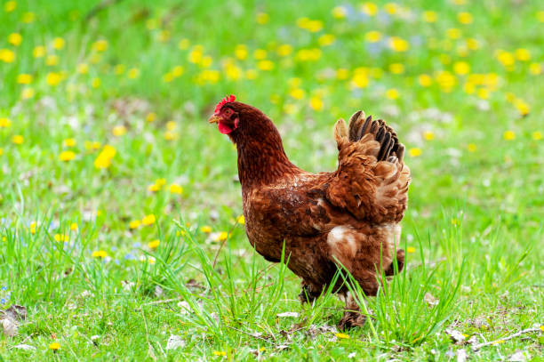 istock Chiken close up on the farm 1248548675