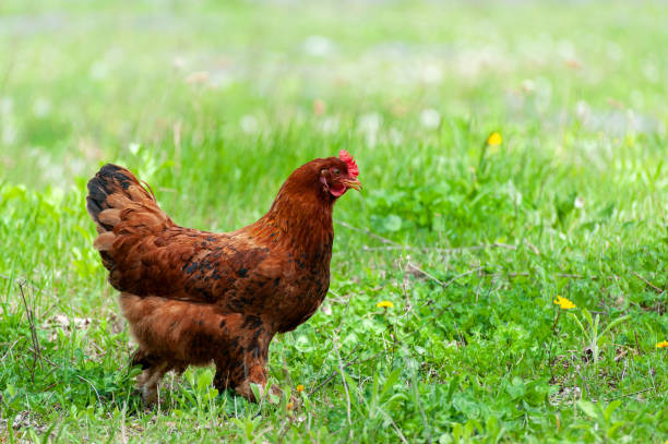 istock Chiken close up on the farm 1248548676