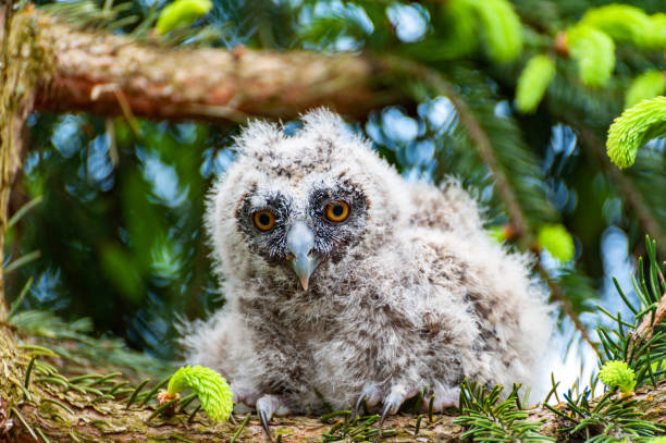 istock A small long-eared owl sits on a tree branch in the forest. 1248548683