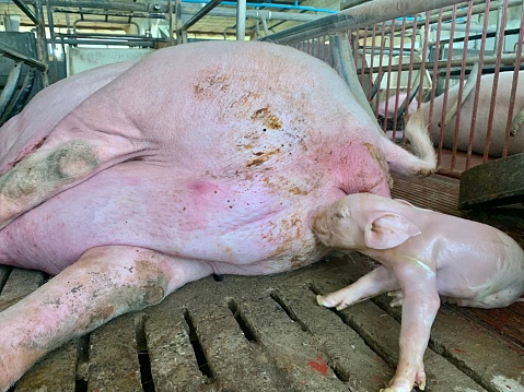Looking Thai pig on farm in Chiang Rai province