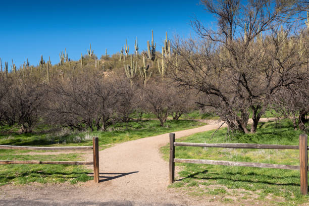 Saguaro Cacti of Arizona