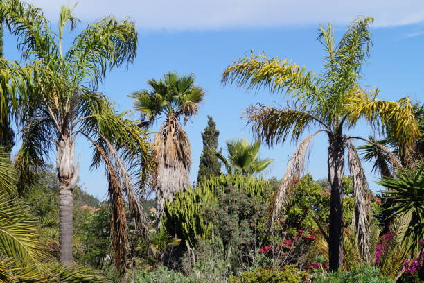 Cactus Cacti in Gran Canaria ornamental garden palm tree bush flower stock pictures, royalty-free photos & images