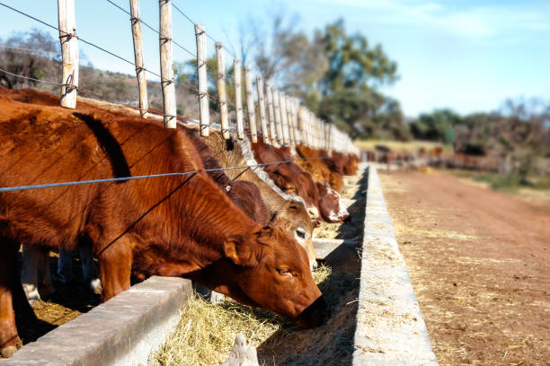 Cattle feeding at a beef farm Cattle feeding at a beef farm beef cattle feeding stock pictures, royalty-free photos & images