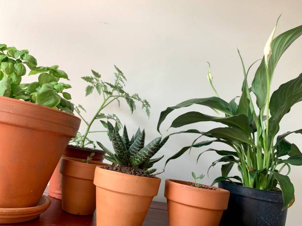 istock Indoor Garden on Red Antique Cupboard 1248550174
