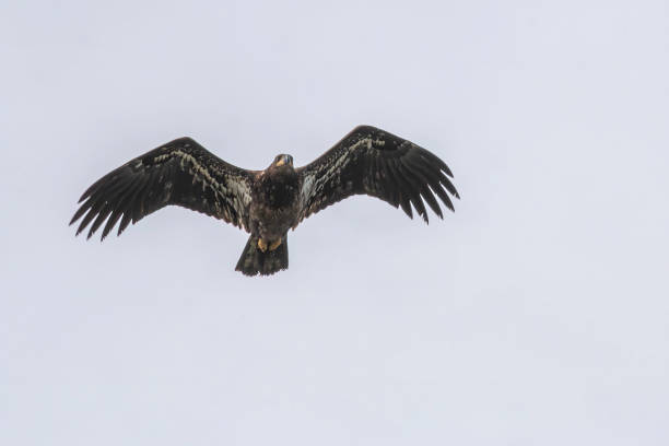 juvenile bald eagle im flug - puget sund stock-fotos und bilder