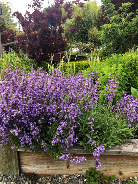 istock Blue sage herb in planter garden box 1248550200