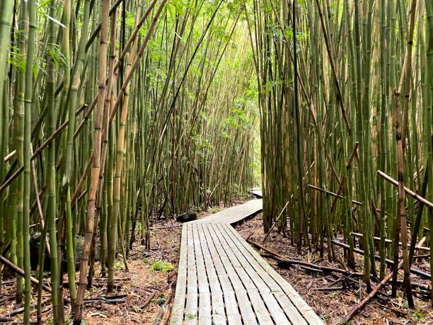 Bridge through Bamboo A bridge leading through a bamboo forest. bamboo bridge stock pictures, royalty-free photos & images