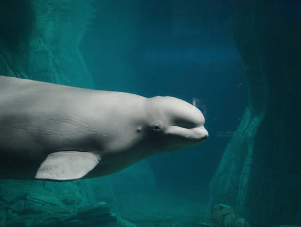 einsame beluga im ozean, - beluga whale stock-fotos und bilder