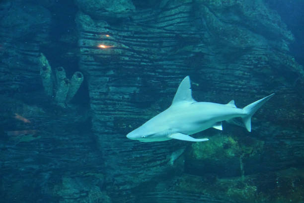istock Great lone shark in the ocean great teeth, 1248555282