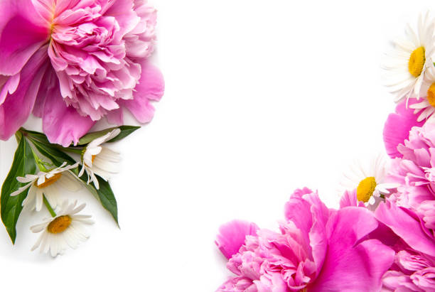 istock White background with pink peonies and white chamomile. Flowers. Workspace. Blank for greetings. Isolated 1248556293