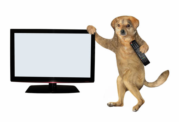 istock Dog holds remote near tv 1248560024