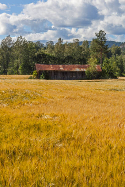 istock Agricultural shed in the yellow field 1248560421