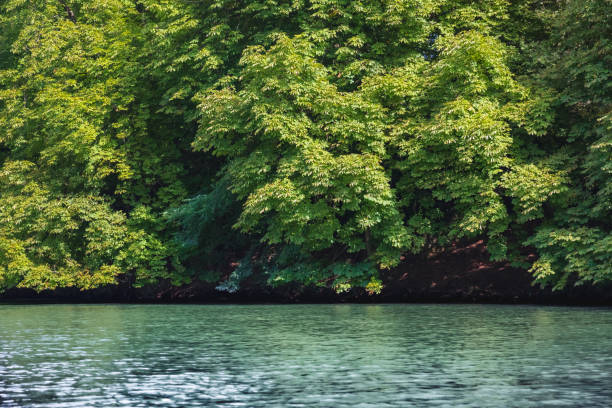 gęsta roślinność z gałęziami drzew pasąca się na powierzchni wody na brzegach rzeki saone w pobliżu francuskiego miasta lyon - ripple nature water close to zdjęcia i obrazy z banku zdjęć