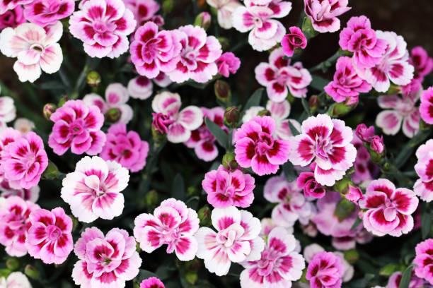 hardy garden clavenations- besos rosados - hardy fotografías e imágenes de stock