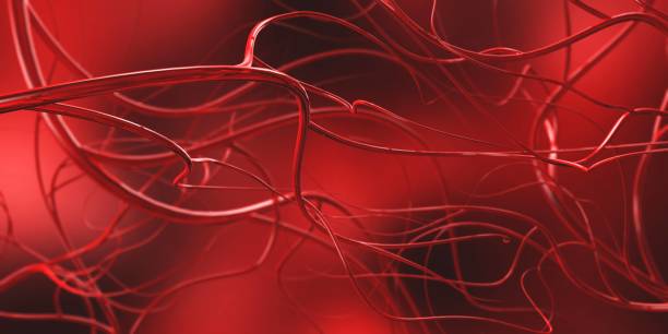 istock Blood vessels, veins and arteries 1248561799