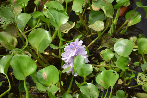 istock Water hyacinth flower 1248562966