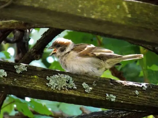 Photo of little sparrow on a board