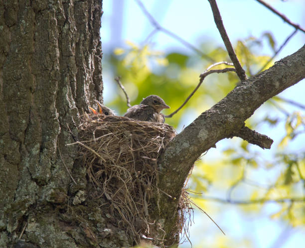 istock chick with open beak in nest waiting for food 1248564703