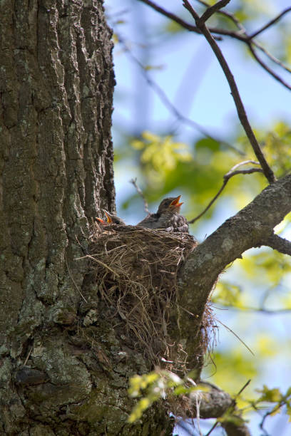 istock chick with open beak in nest waiting for food 1248564707