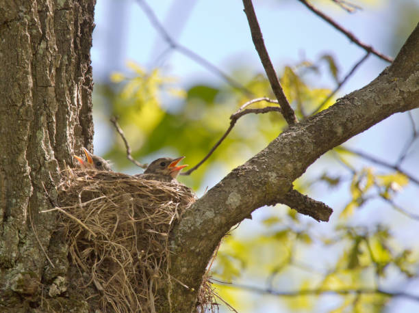 istock chick with open beak in nest waiting for food 1248564715