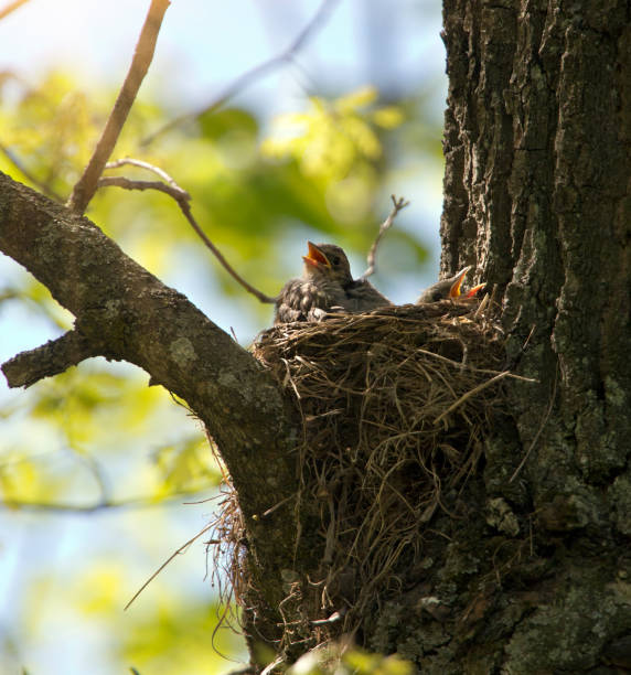 istock chick with open beak in nest waiting for food 1248564716