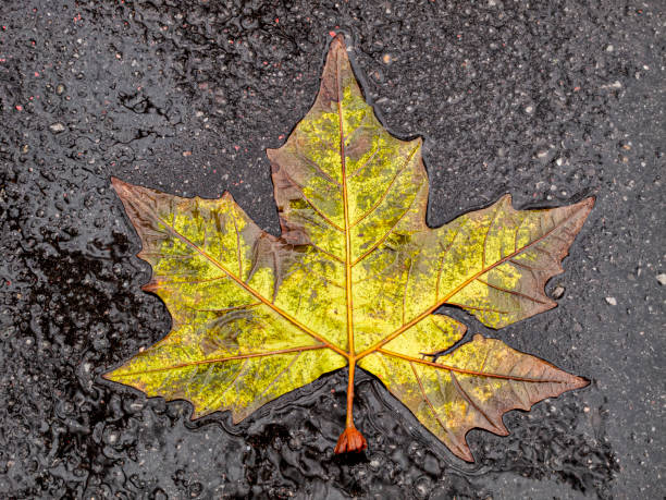 Magnolia Leaves with water