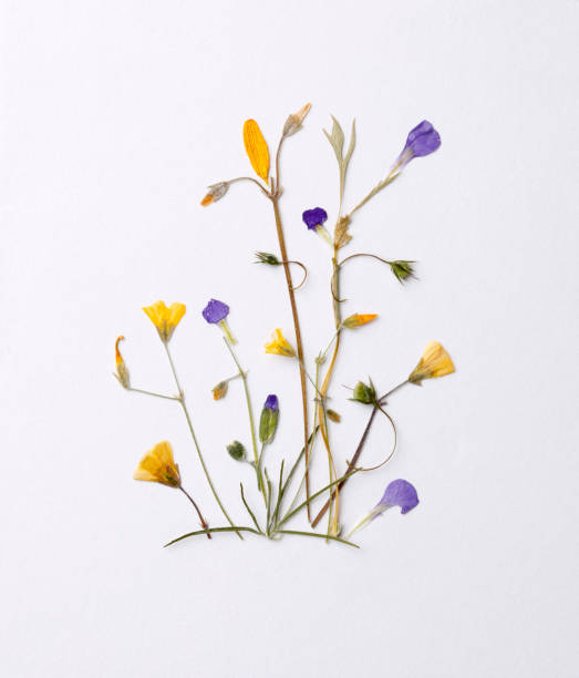 istock Summer wildflower arrangement 1248568402