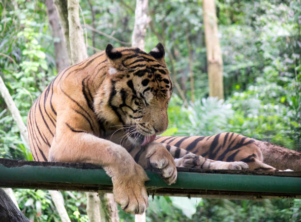 istock the tiger is washing, licking its paw 1248568503