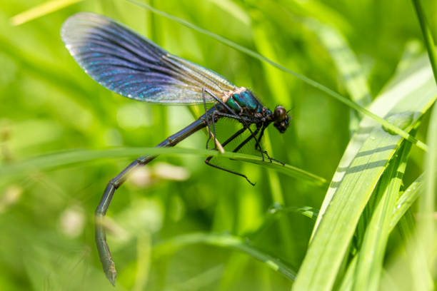 hermosa demoiselle - anhinga fotografías e imágenes de stock