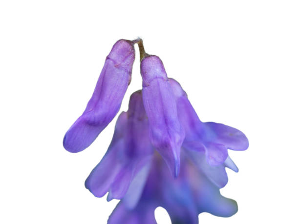 istock Violet Campanula flower close up side view isolated 1248569626