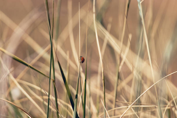 One ladybug in the field stock photo