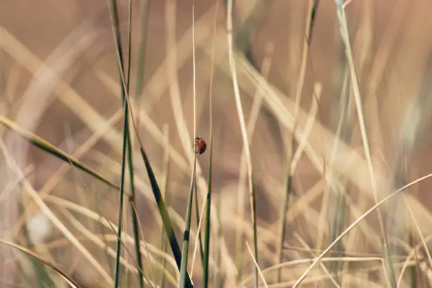 Photo of One ladybug in the field