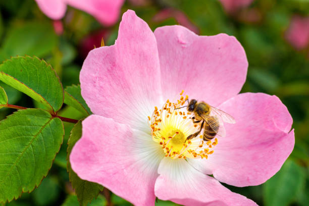 istock A bee collects honey from a rosehip flower. 1248571703