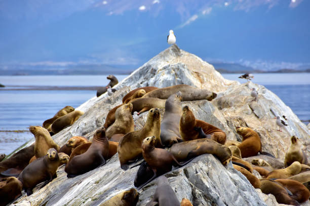 una colonia di leoni marini vicino a ushuaia, argentina - falkland islands foto e immagini stock