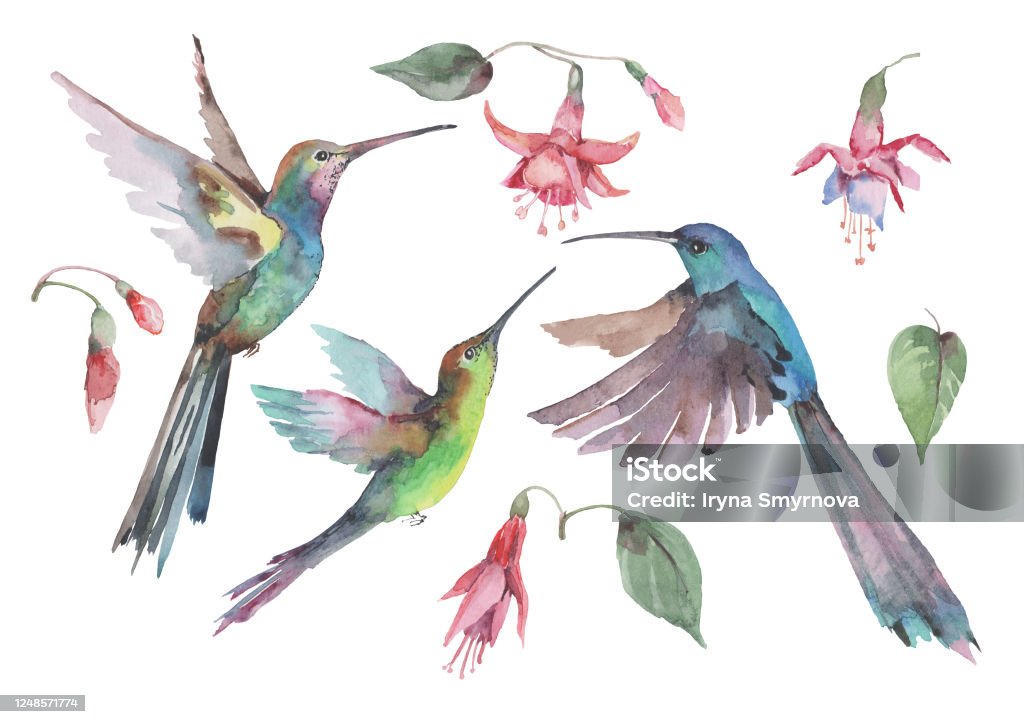 Ilustración de Conjunto De Tres Pájaros Colibríes En Vuelo Con Alas Extendidas Flores De Fucsia Rosa Y Cogollos Con Hojas Verdes Acuarela y más Vectores Libres de Derechos de Colibrí - iStock Ilustración de Conjunto De Tres Pájaros Colibríes En Vuelo Con Alas Extendidas Flores De Fucsia Rosa Y Cogollos Con Hojas Verdes Acuarela y más Vectores Libres de Derechos de Colibrí - iStock