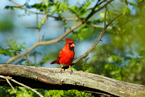 A male Northern Cardinal is perched on a branch. These vibrant birds contrast sharply with the surrounding foliage.\nChichaqua Bottoms Greenbelt, IA - May 13, 2017