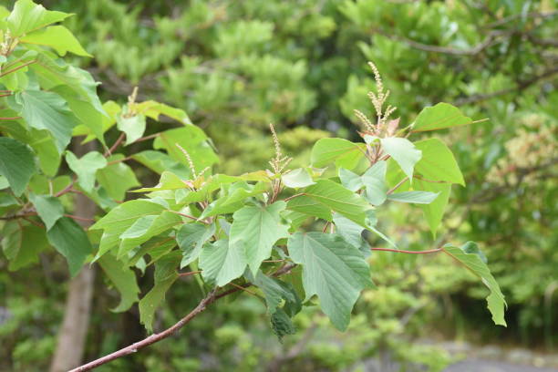 istock Japanese mallotus buds 1248572535