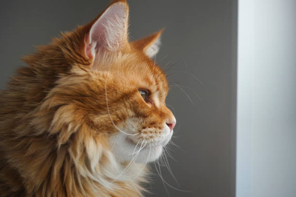 istock Red Maine Coon Cat Portrait 1248572876