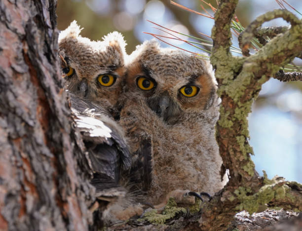 istock Baby Great Horned Owls 1248573772