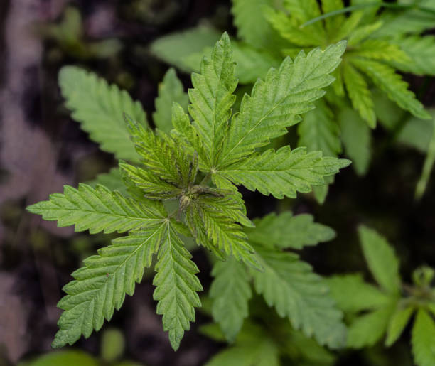 istock Young cannabis plant on a natural background. 1248573893